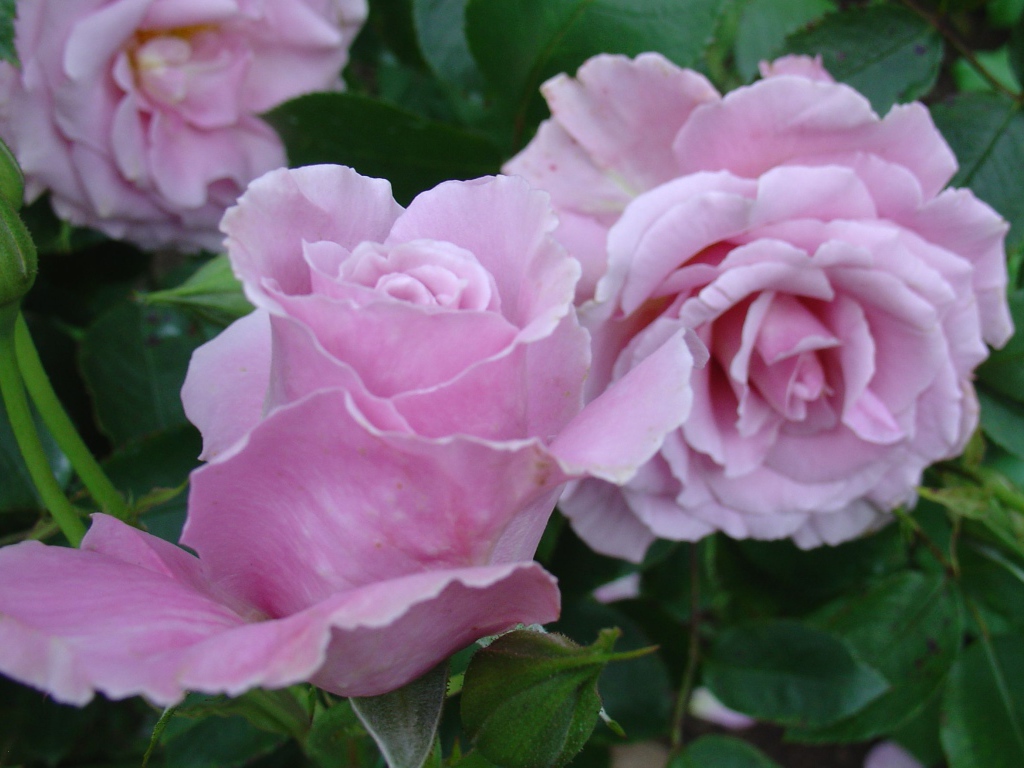 Красивые цветы кустарниковые розы на поляне