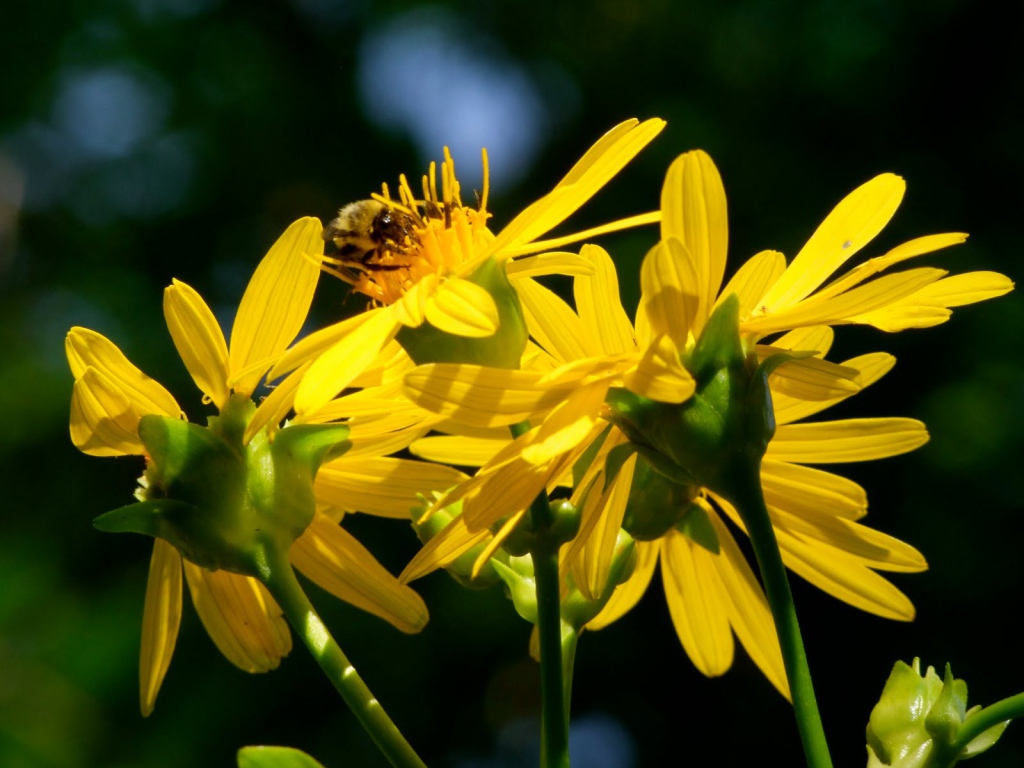 Красивые цветы венидиум (астровые) в саду