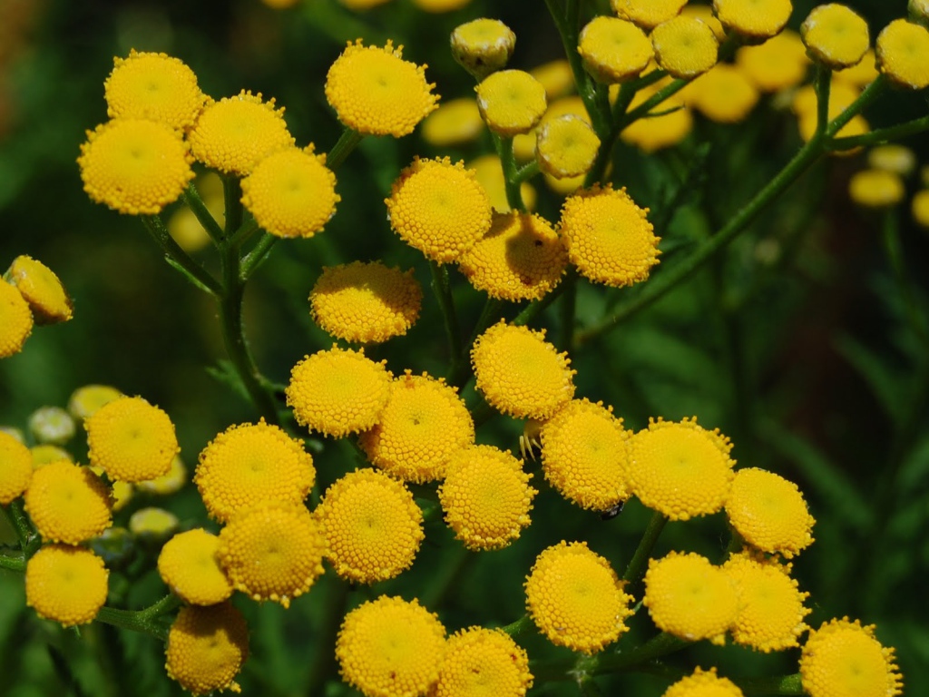 Красивые цветы венидиум (астровые) на поляне