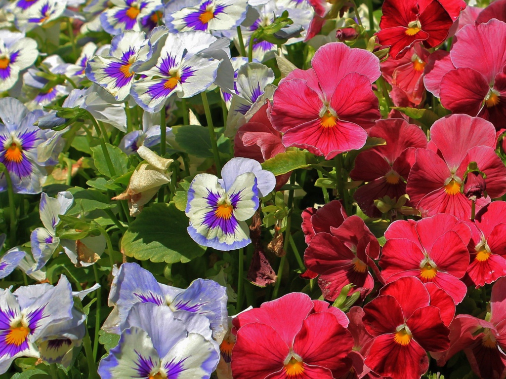 Красивые цветы виола (фиалка,анютины глазки)  в лесу