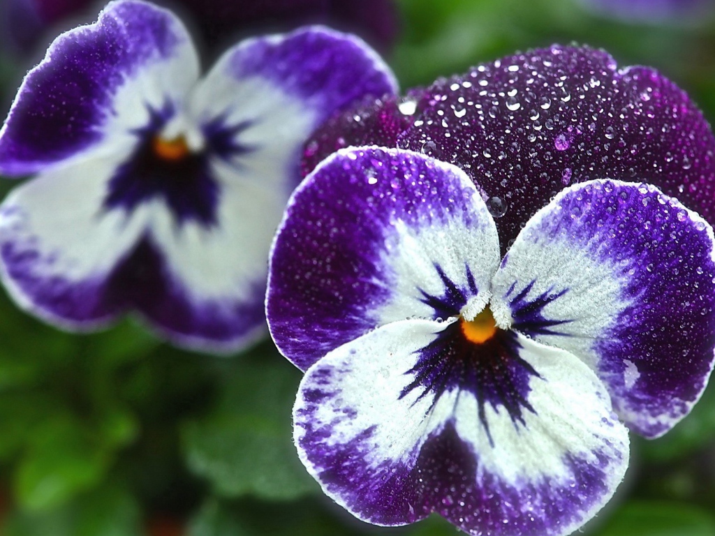 Красивые цветы виола (фиалка,анютины глазки)  в саду