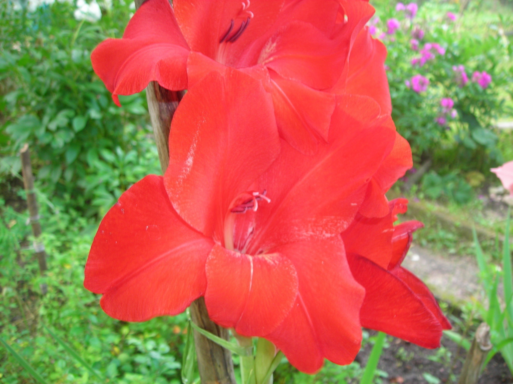 Красивые цветы гладиолус в парке