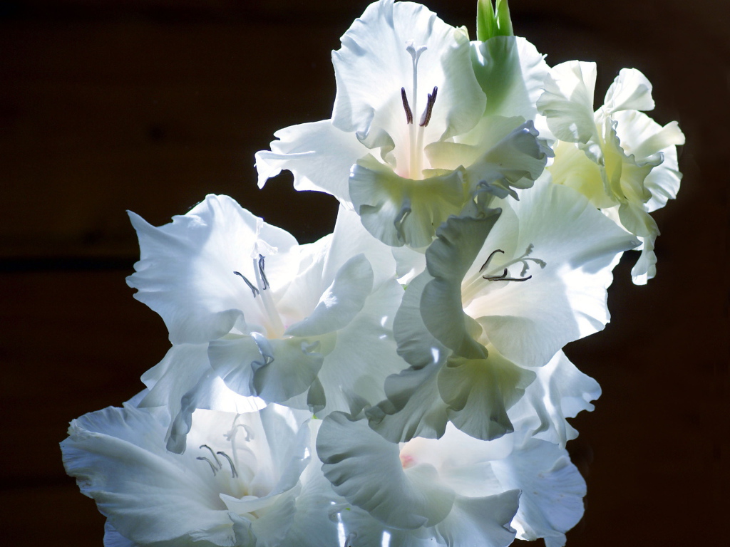 Красивые цветы гладиолус на поляне