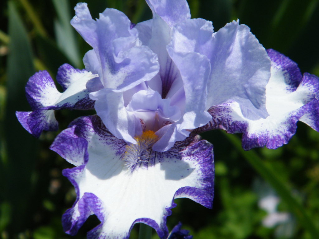 Beautiful irises at their summer cottage
