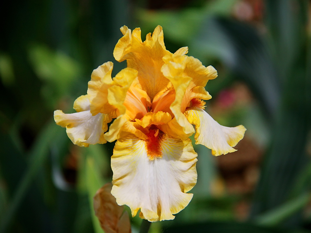 Красивые ирисы в саду