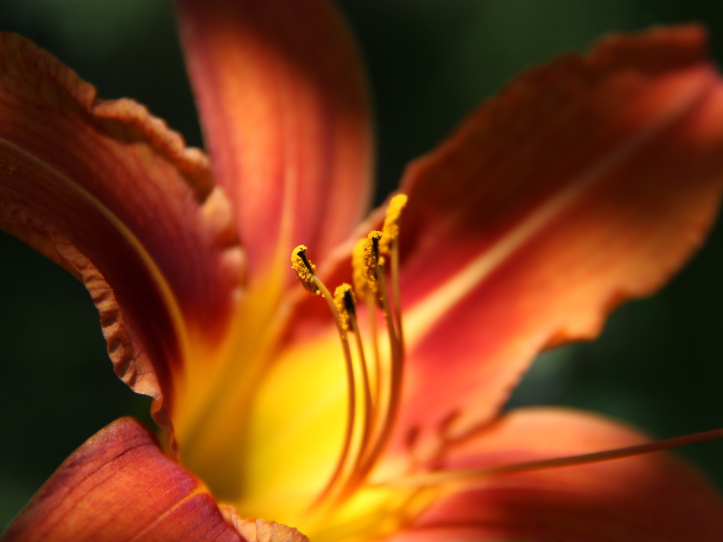 Красивая лилия на дачном участке