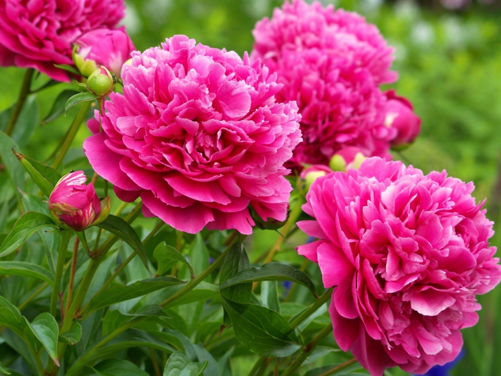 Красивые пионы в лесу