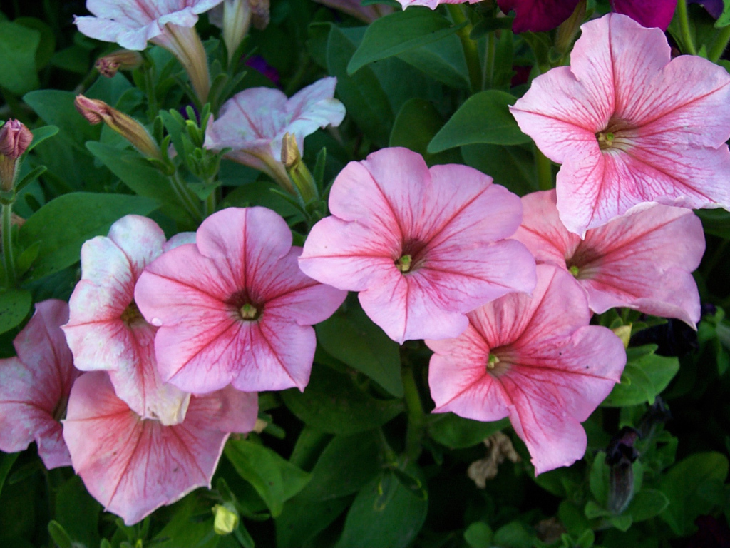 Красивая петуния в саду