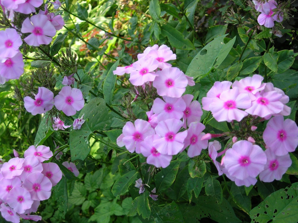 Красивые флоксы в саду