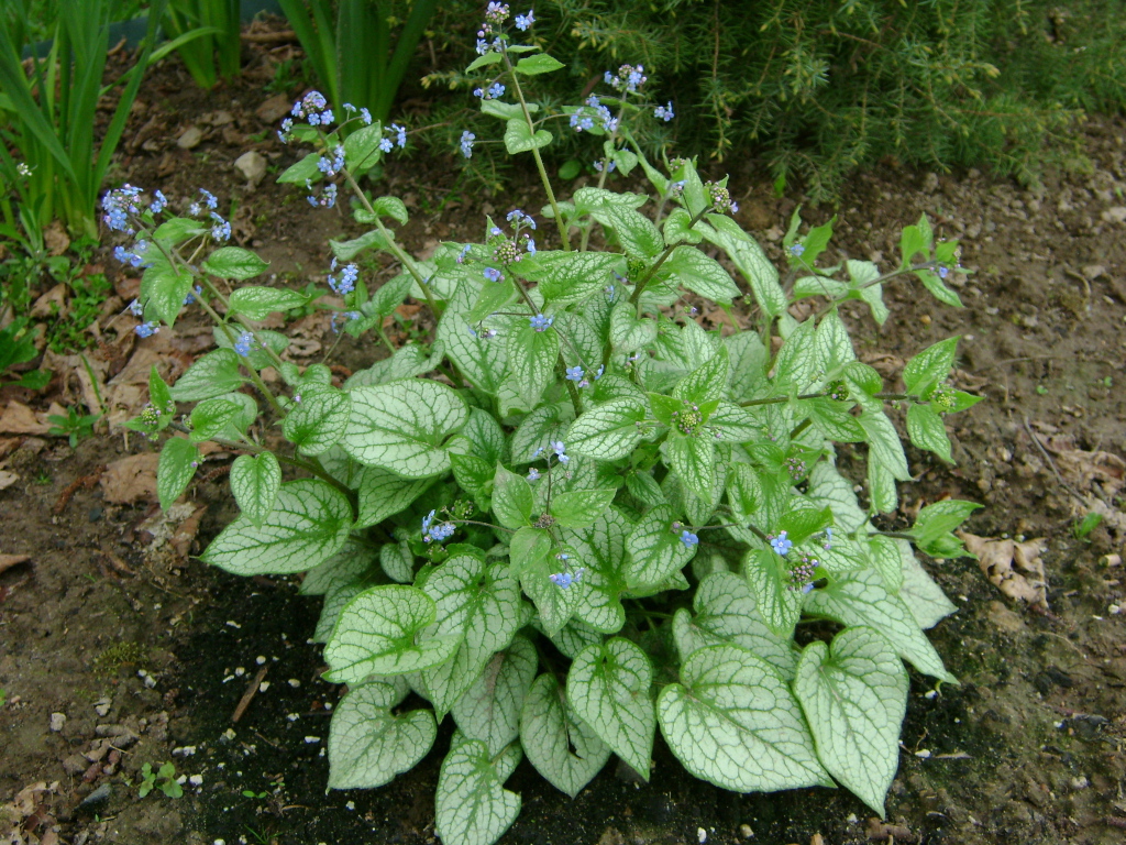 Красивое растение бруннера