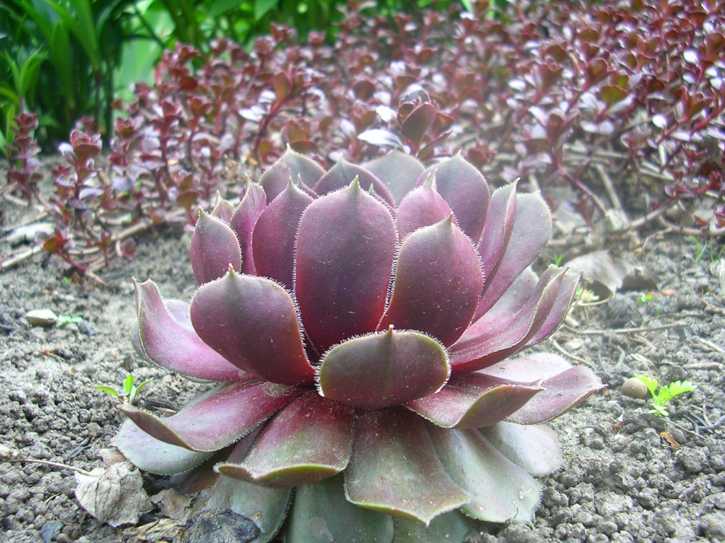 Красивое растение молодило на поляне