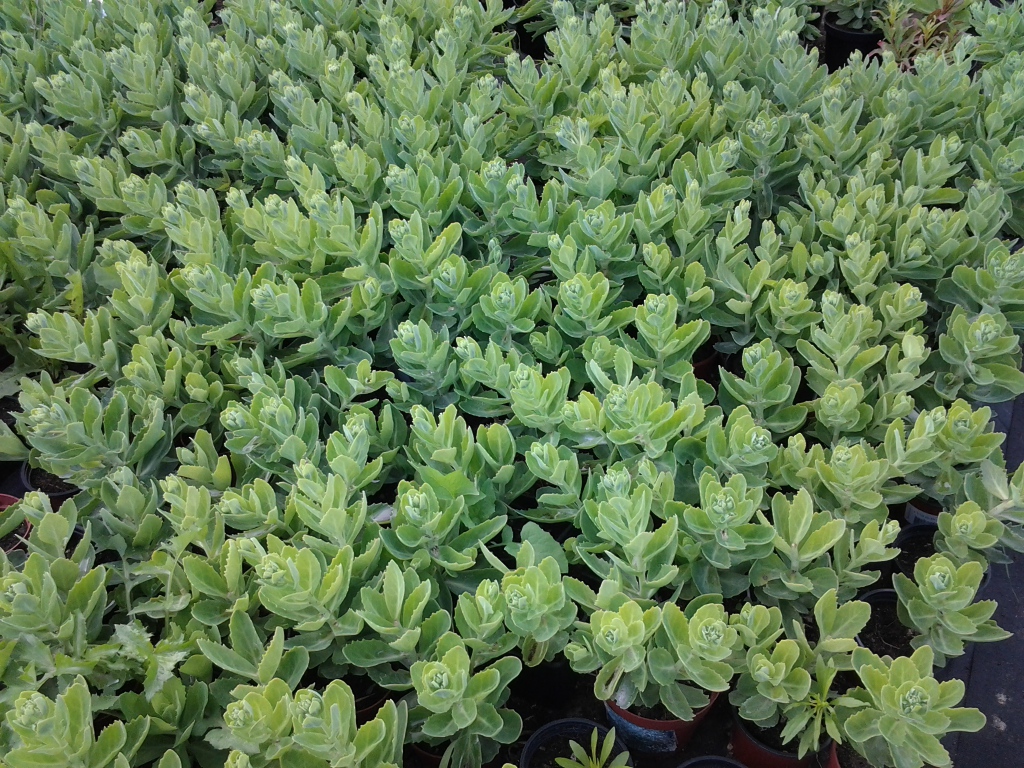 Красивое растение седум в парке