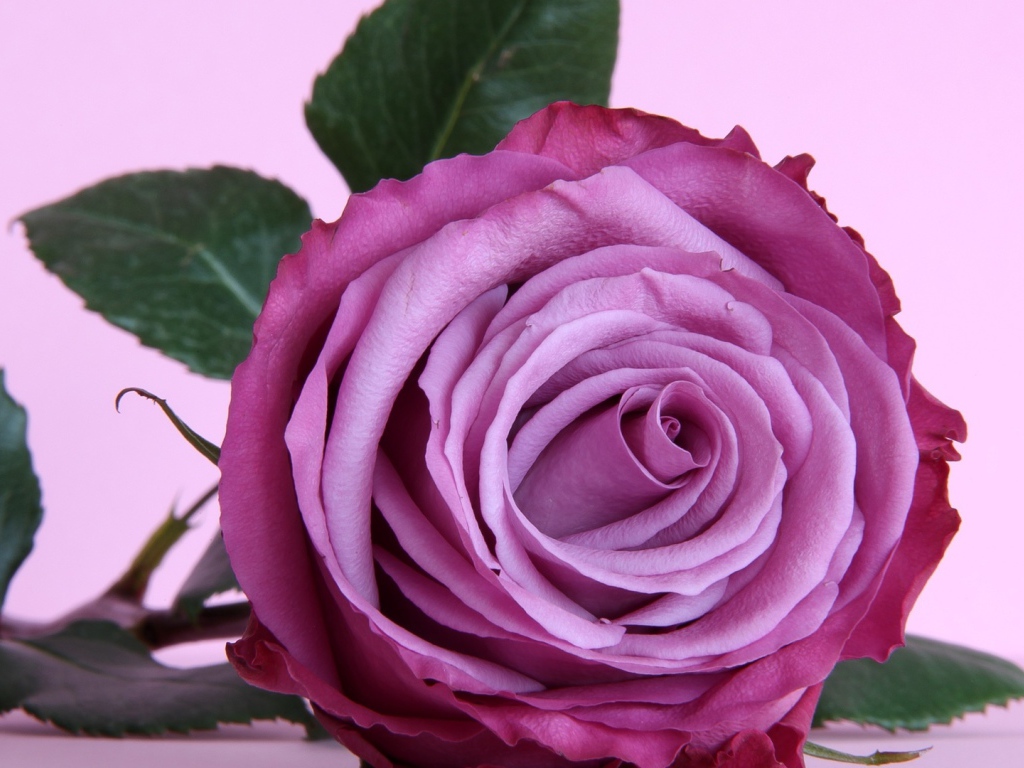 Красивая фиолетовая роза на столе