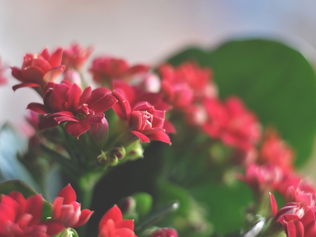 Великолепные красные цветы