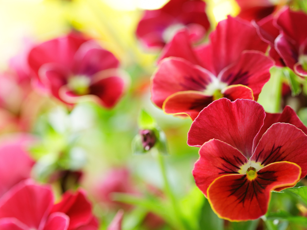 Красивые красные анютины глазки на поляне