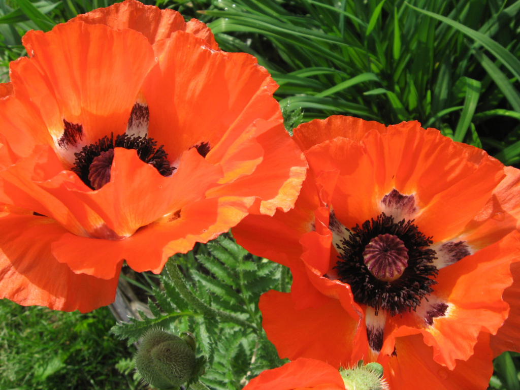 Красивый цветок красный мак