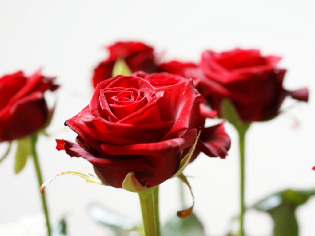 Красивые красные розы на белом фоне