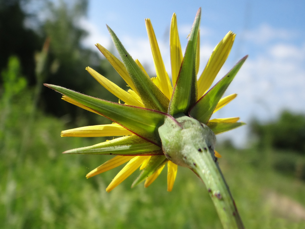 Красивый козлобородник (большой одуванчик) на дачном участке