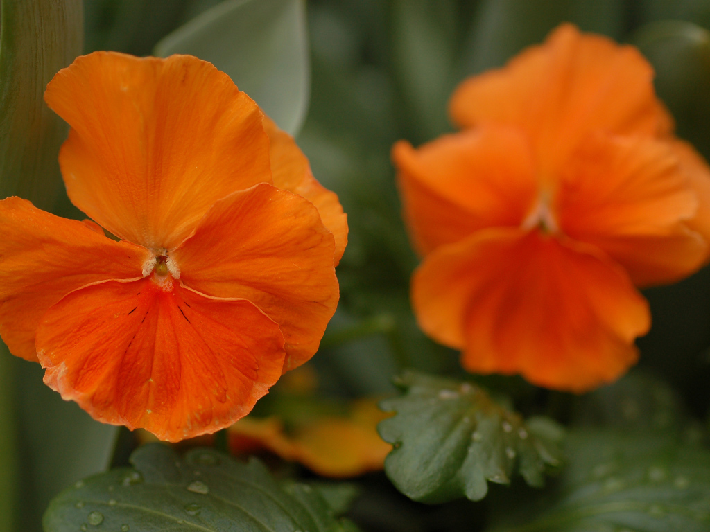 Красивые весенние виолы (фиалки, анютины глазки) в лесу