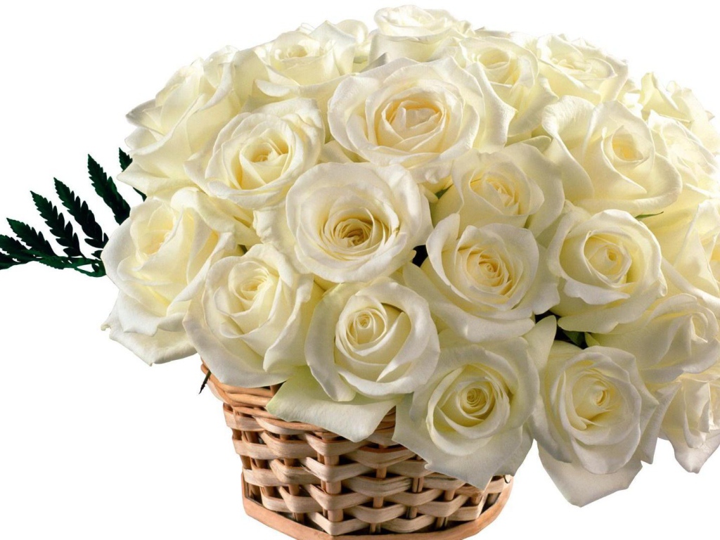 Красивые белые розы в корзине