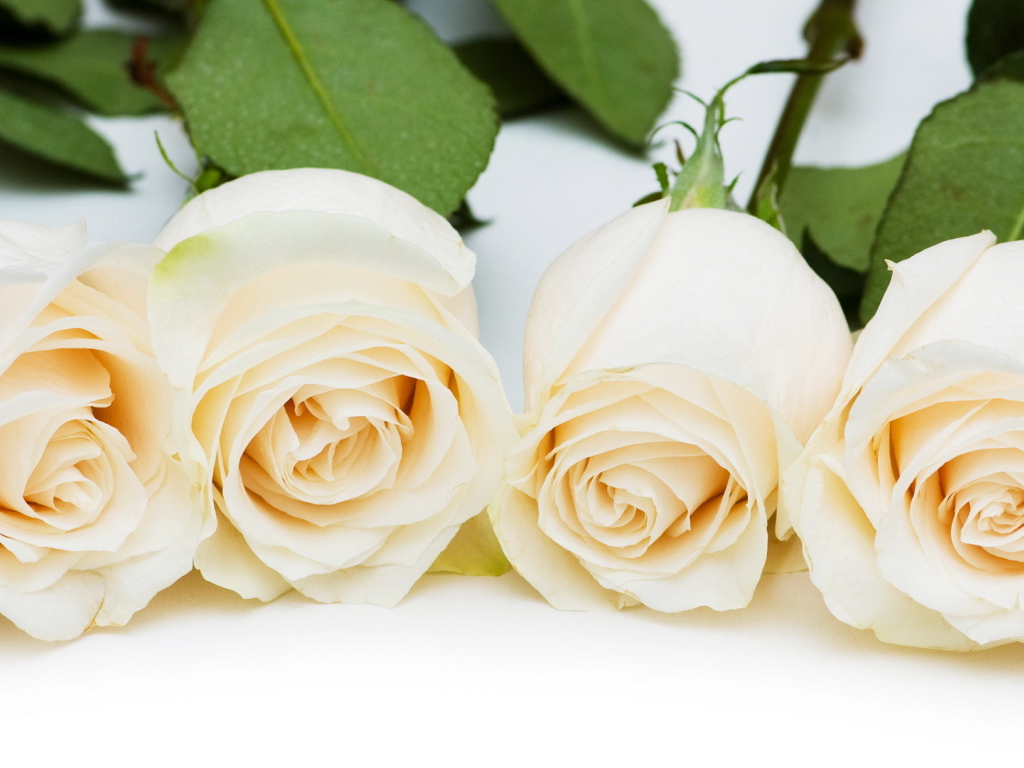 Красивые белые розы на белом столе