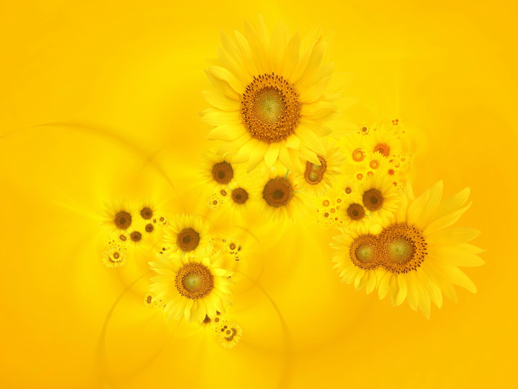 Красивый желтый фон с подсолнухом