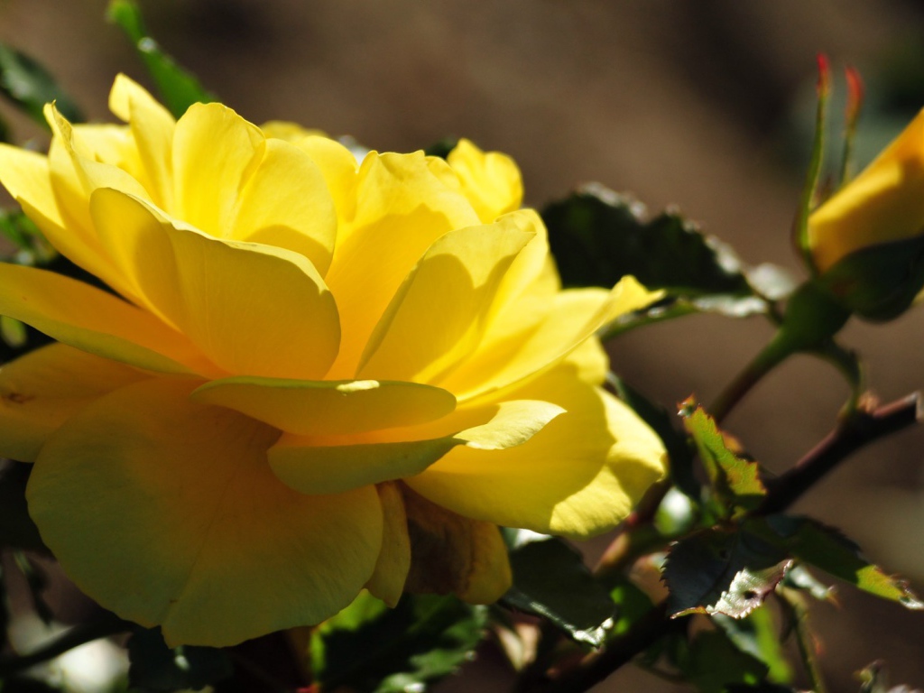 Красивые жёлтые розы цветут