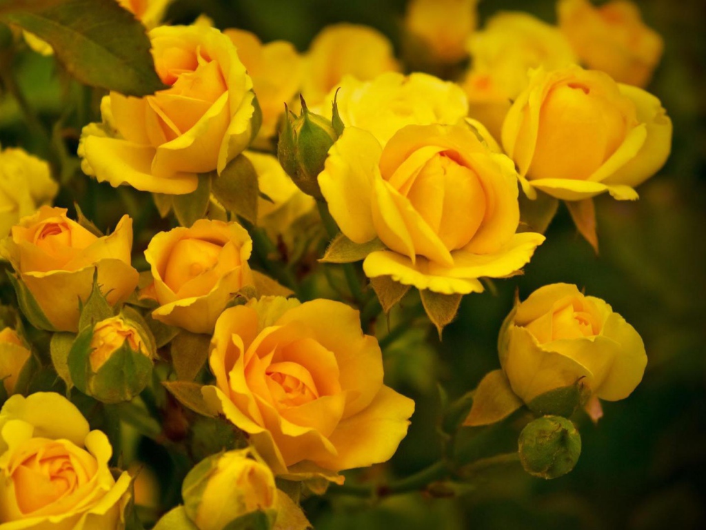 Красивые жёлтые розы в саду