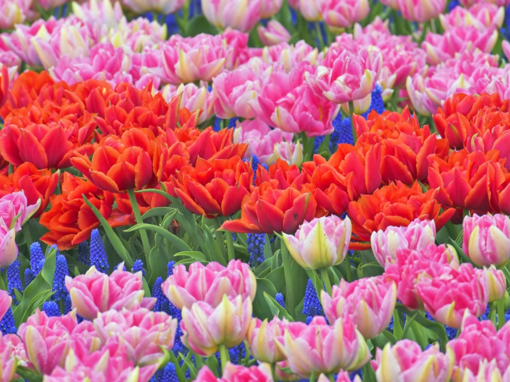 Клумба из тюльпанов