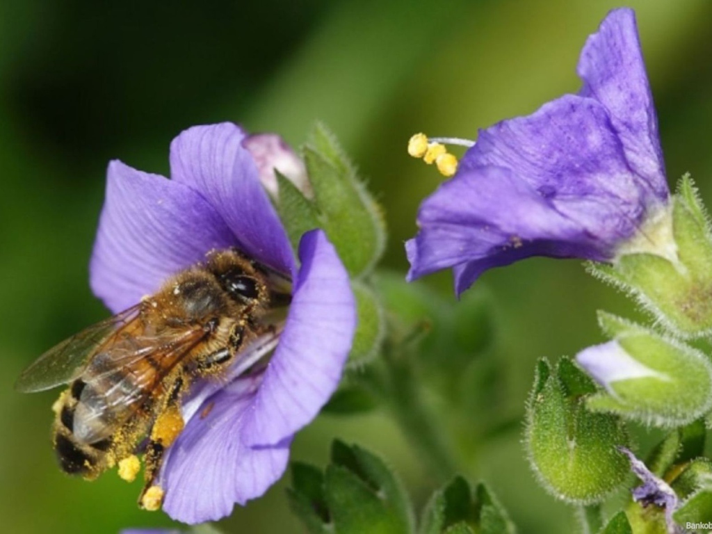 Пчела на колокольчике
