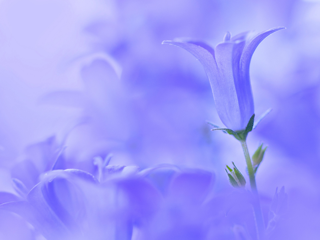 Колокольчик на голубом фоне