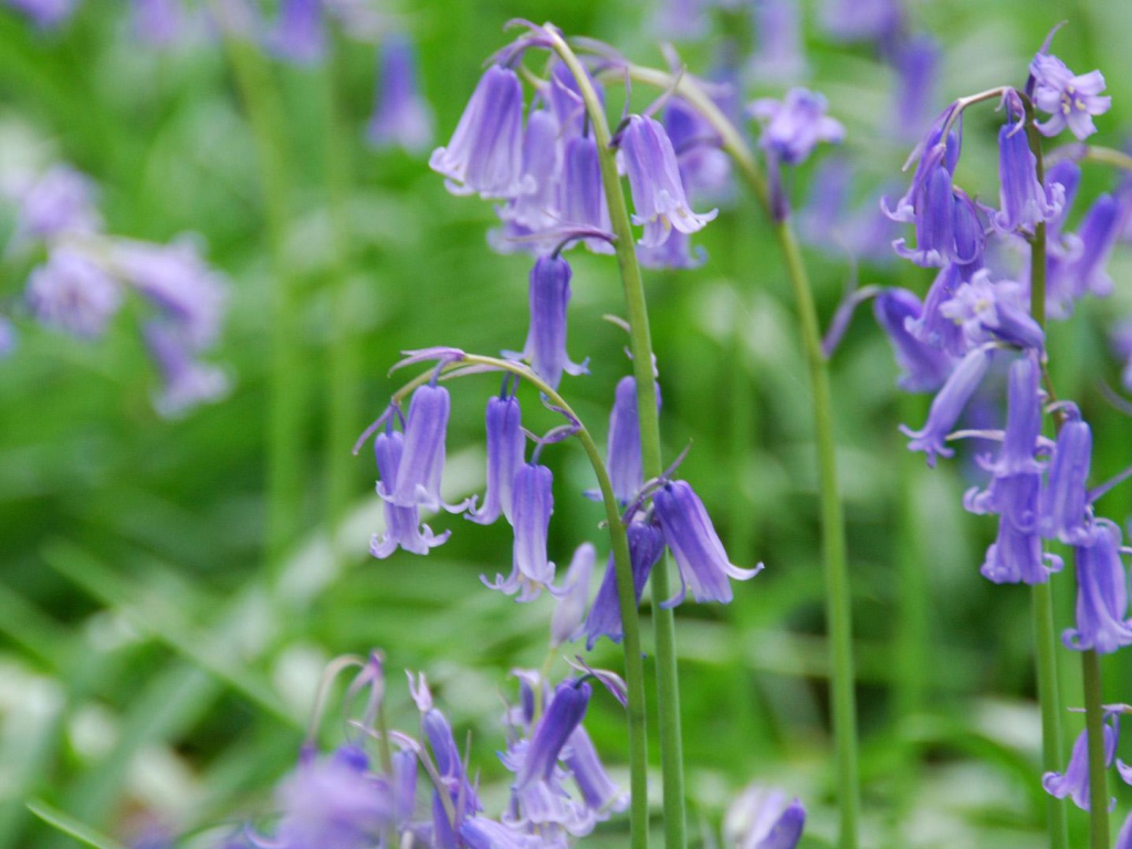 Колокольчики на лугу