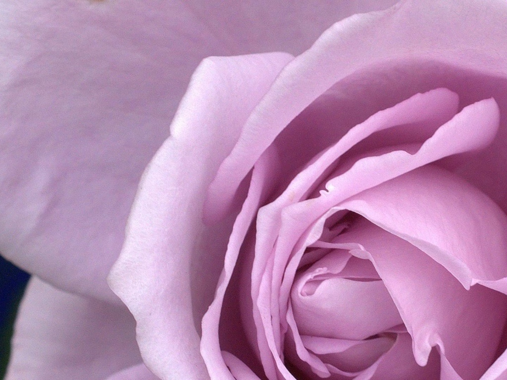 Большая фиолетовая роза крупным планом