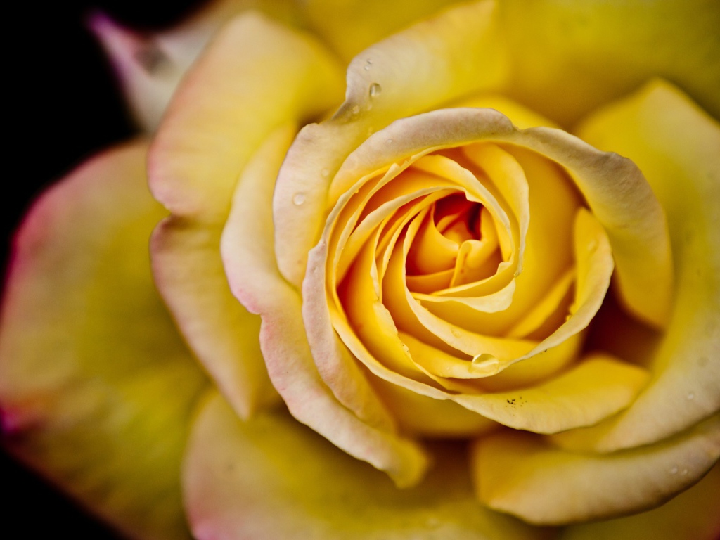 Большая жёлтая роза на чёрном фоне