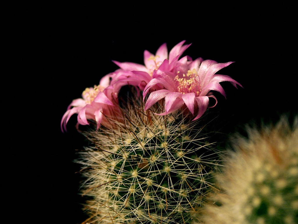 Цветущий кактус