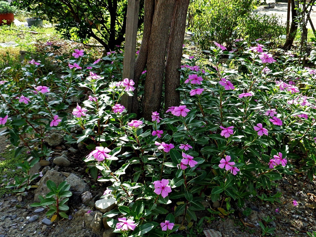 Синие цветы вокруг дерева