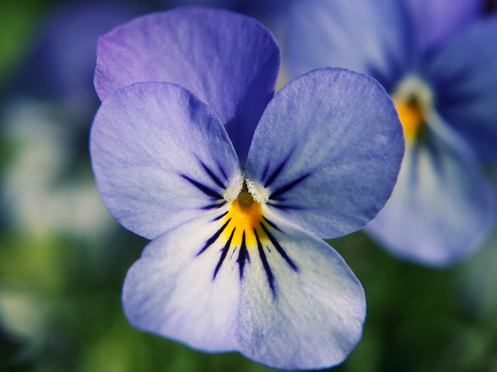 Голубые цветы анютины глазки в саду