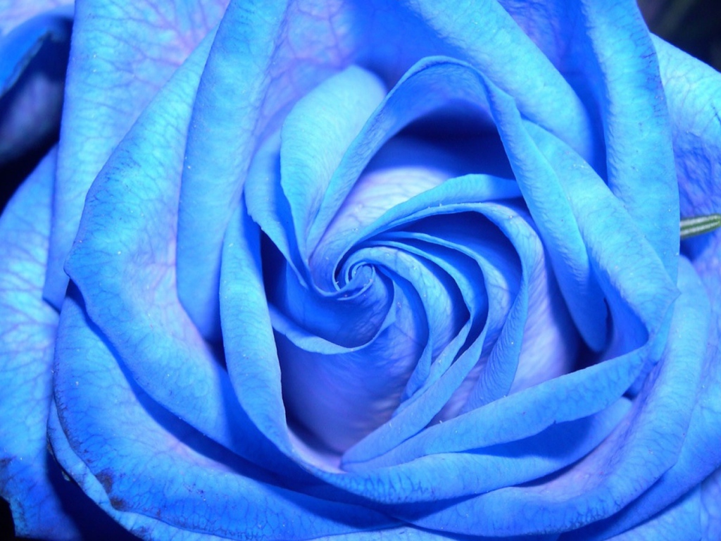 Синяя роза на тёмном фоне