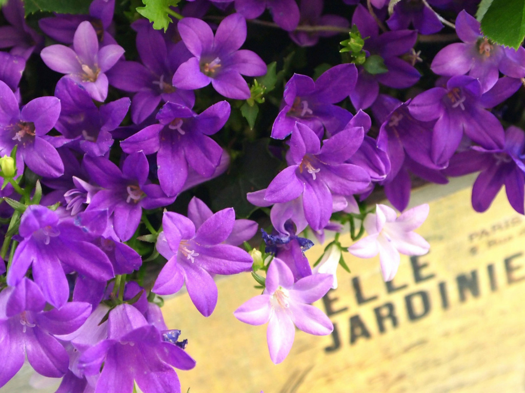 Колокольчики в ящике