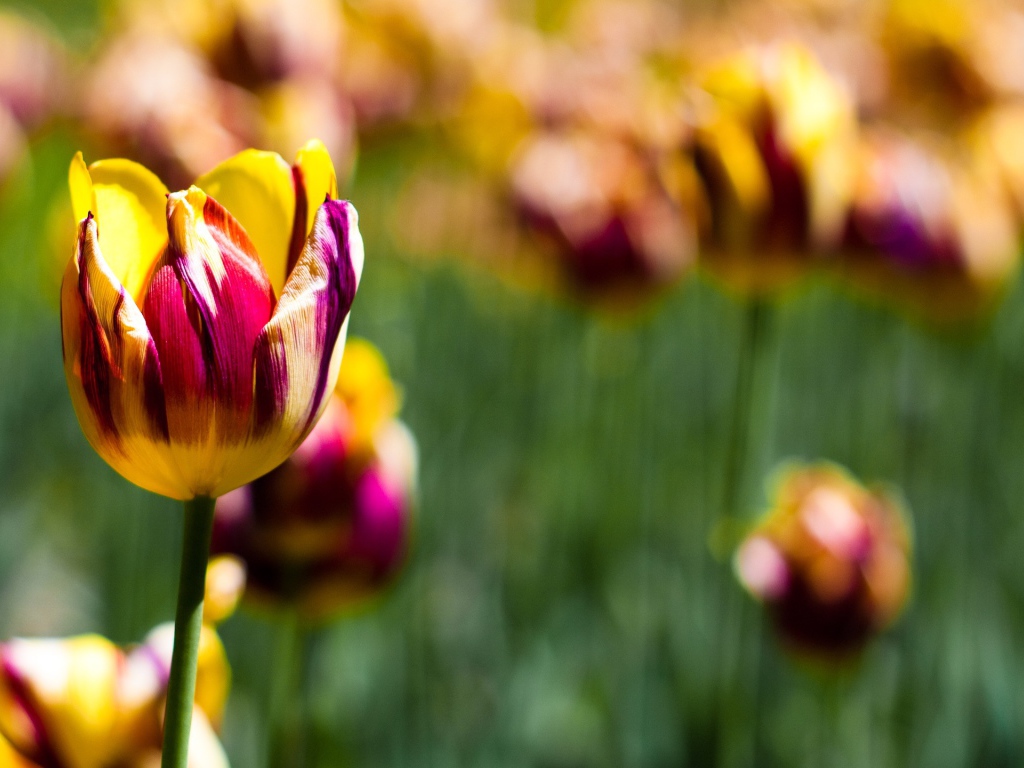 Тюльпаны в ботаническом саду