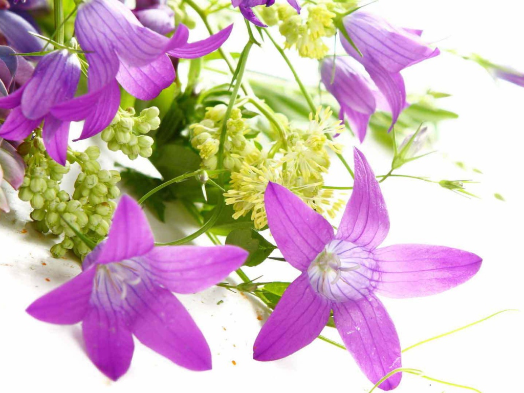 Букет из колокольчиков