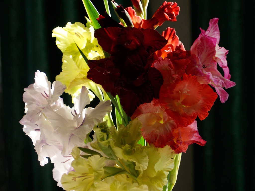 Букет разноцветных гладиолусов