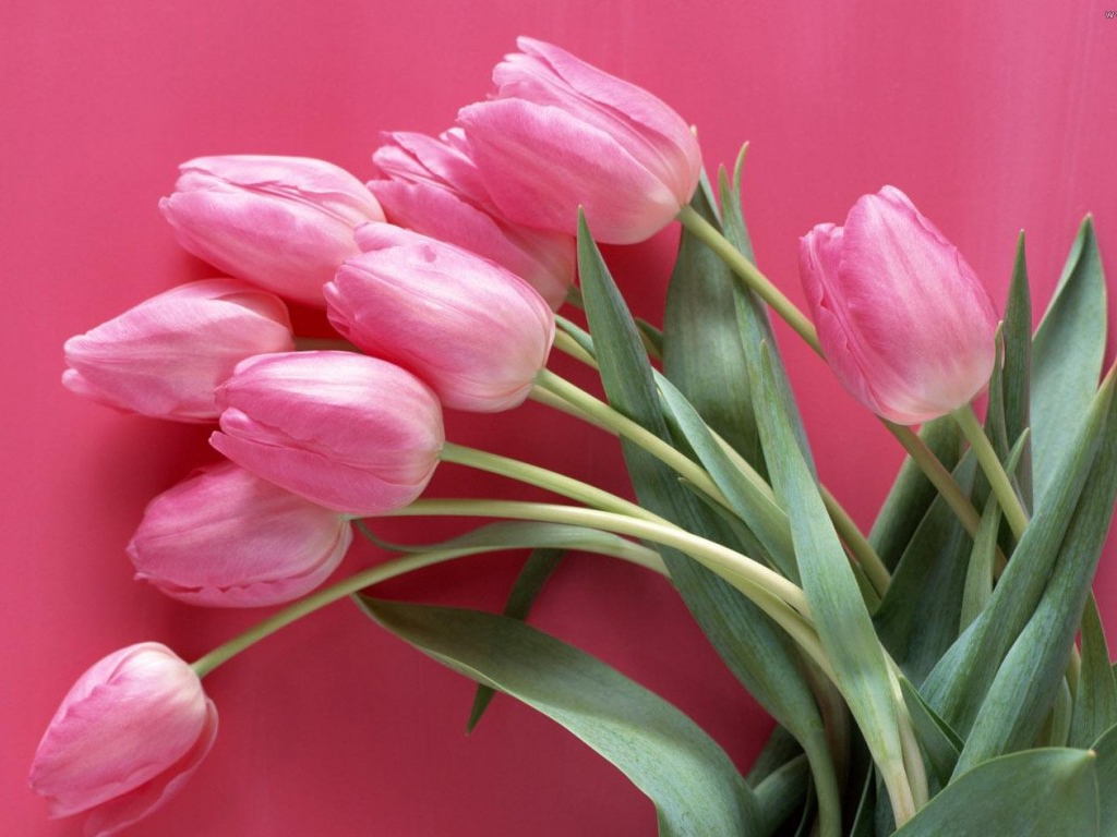 Букет розовых тюльпанов