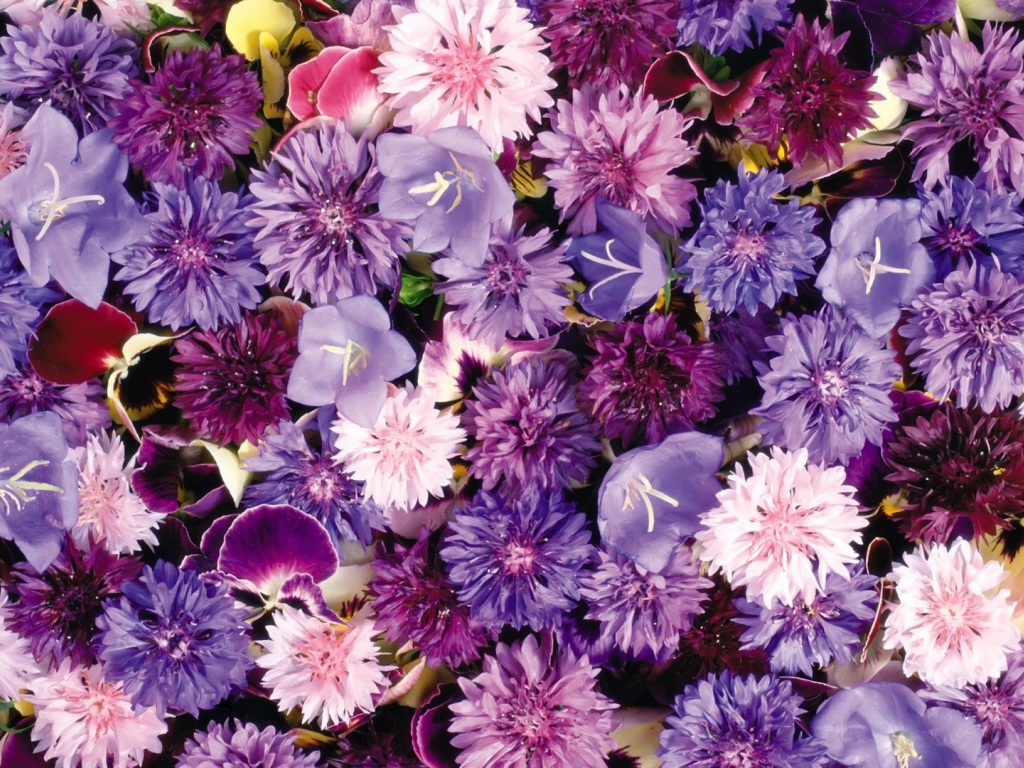 Букет полевых цветов