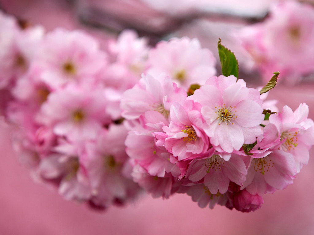 Ветка Японской вишни