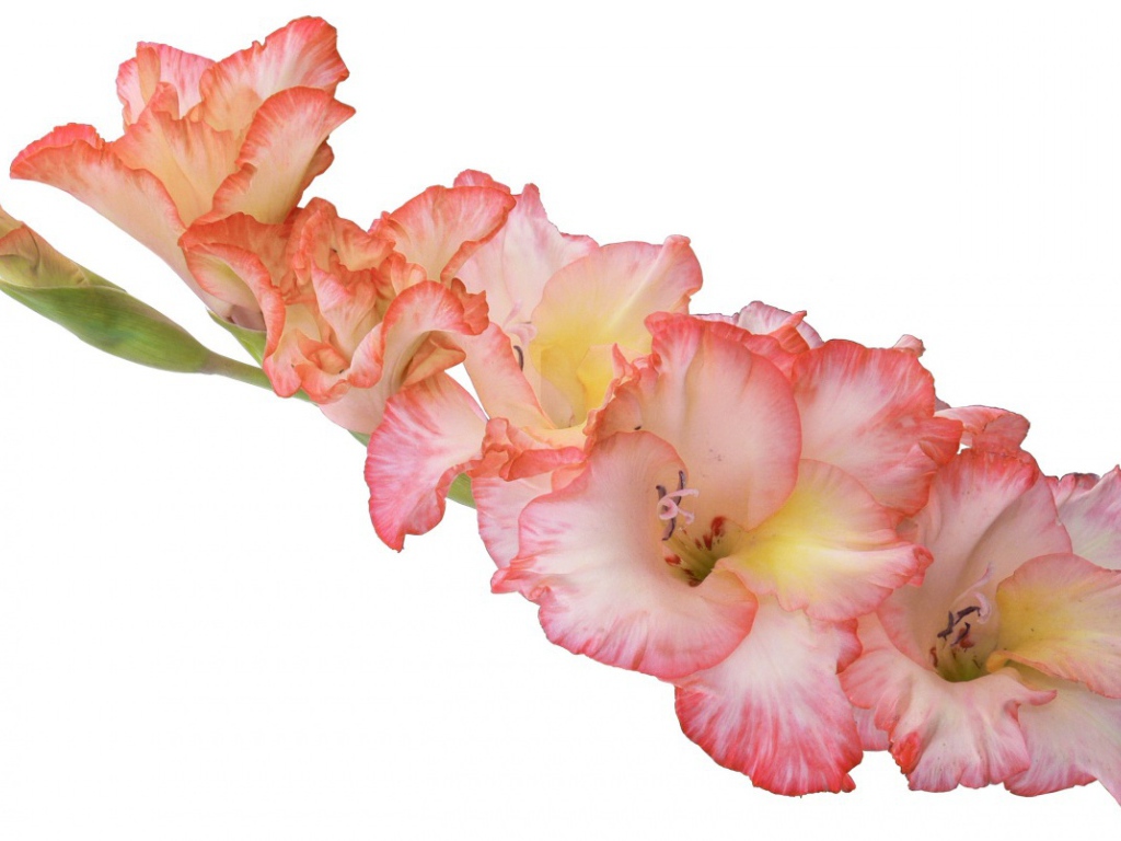 Ветка розовых гладиолусов