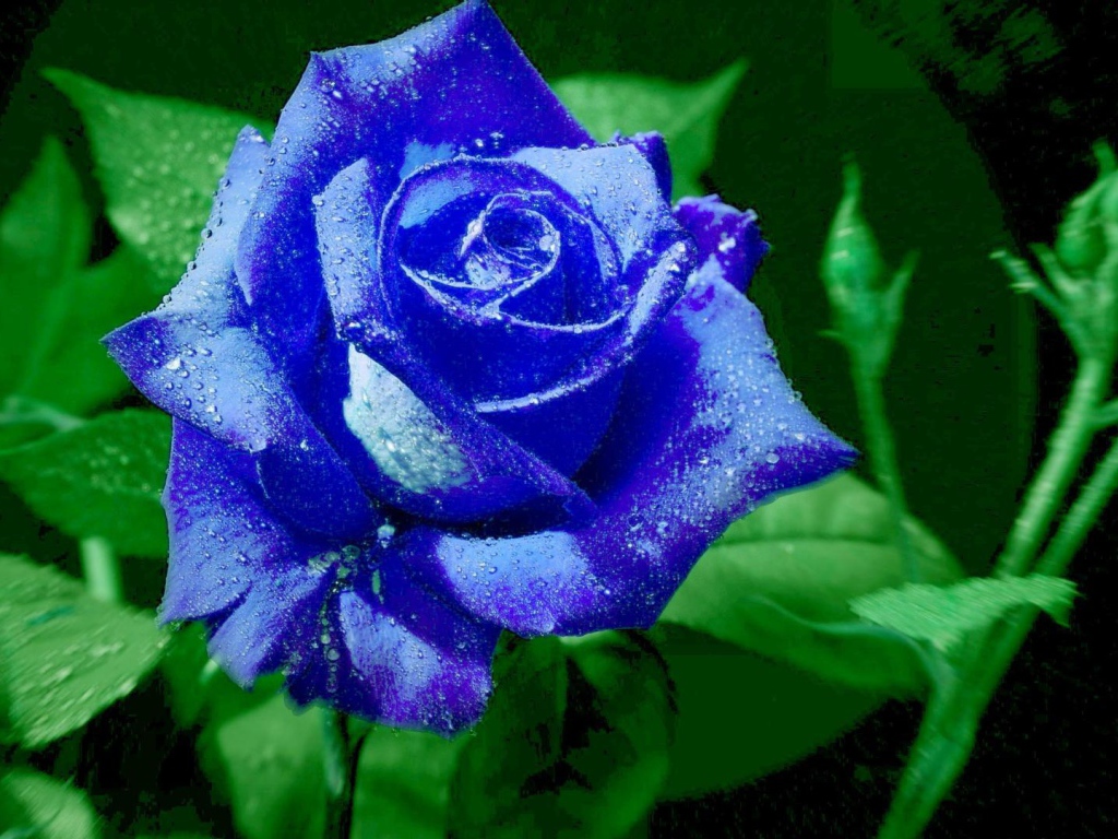 Яркая синяя роза