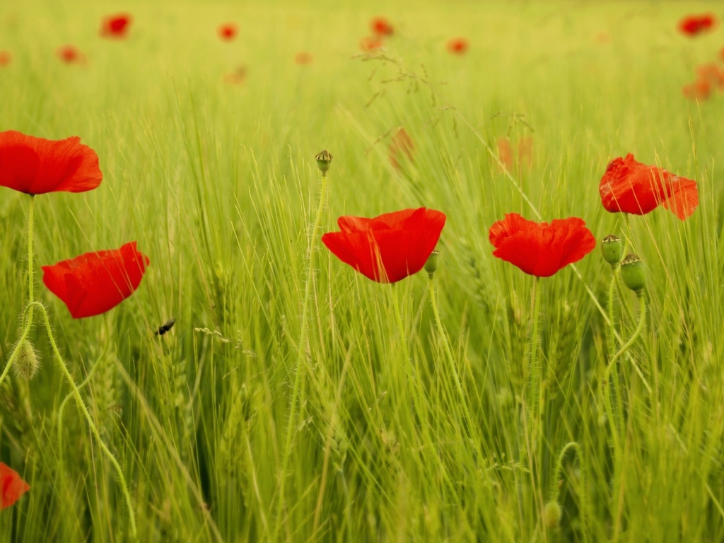 Яркие маки на поле