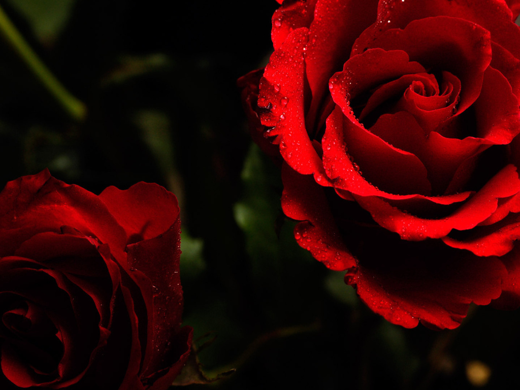 Яркие красные розы на тёмном фоне