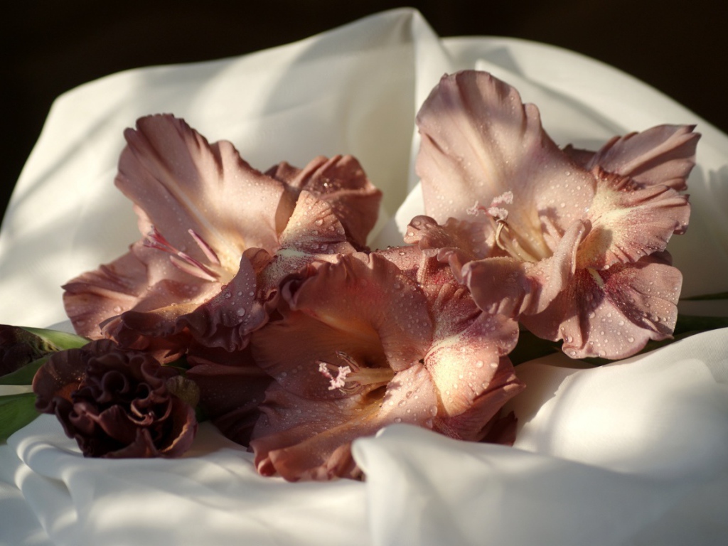 Коричневые цветы гладиолуса